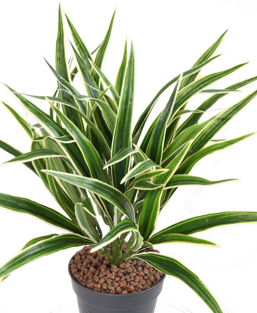 Kunstig Plante Chlorophytum 42Cm Spraglete