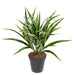 Kunstig Plante Chlorophytum 42Cm Spraglete