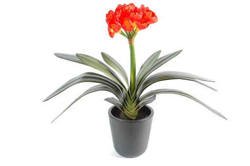 Kunstig Clivia Plante 16 Oransje Gule Blomster H.45Cm