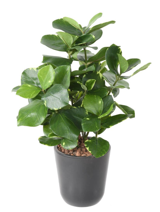 Kunstig Plante Clusia 45 Cm Interiørdekorasjon