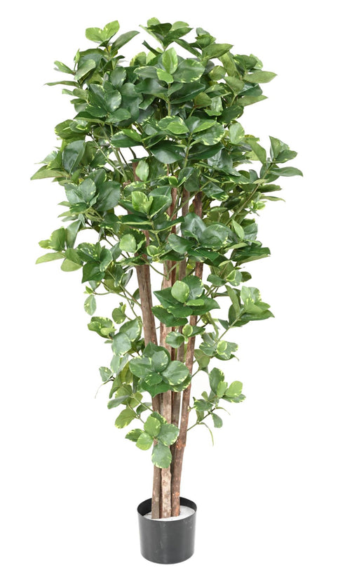 Kunstig Plante Clusia Variegata 150 Cm Dekor