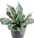 Kunstig Plante Elghorn Platycerium 25 Cm