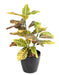 Kunstig Croton Plante Med Stake 70Cm Fargerik