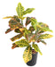 Kunstig Croton Plante Med Stake 70Cm Fargerik