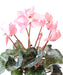 Kunstig Plante Rosa Cyclamen 32Cm På Stake