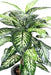 Kunstig Dieffenbachia Plante 100 Cm For Innendørs