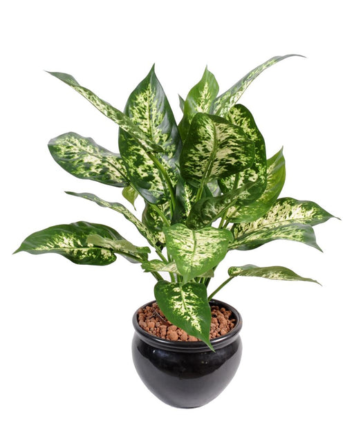 Kunstig Dieffenbachia Plante 51 Cm I Potte