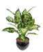 Kunstig Dieffenbachia Plante 51 Cm I Potte