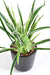 Kunstig Plante Dracaena 4 Tufter H40Cm Spraglete