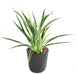 Kunstig Plante Dracaena 4 Tufter H40Cm Spraglete