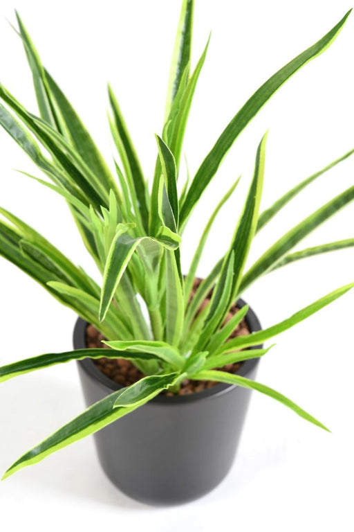 Kunstig Plante Dracaena 4 Tufter H.40Cm