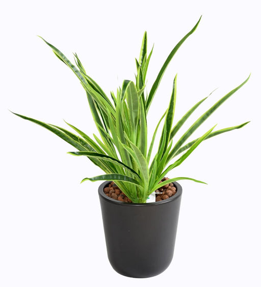 Kunstig Plante Dracaena 4 Tufter H.40Cm