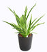 Kunstig Plante Dracaena 4 Tufter H.40Cm