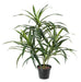 Kunstig Plante Dracaena 45 Cm For Interiørdekorasjon