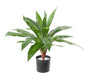 Kunstig Plante Dracaena 55 Cm Interiørdekorasjon