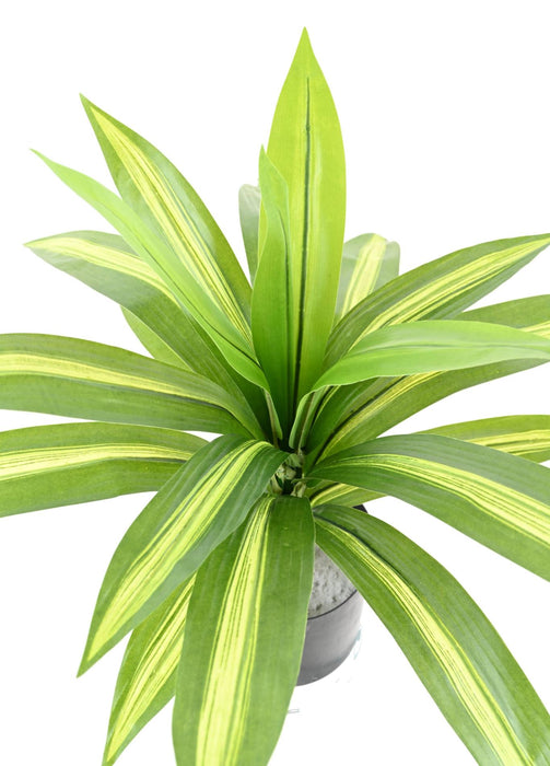 Kunstig Plante Dracaena 55Cm Spraglete