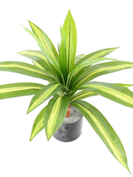 Kunstig Plante Dracaena 55Cm Spraglete