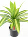 Kunstig Plante Dracaena 55Cm Spraglete