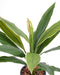 Kunstig Plante Dracaena Cordyline 60 Cm Grønn Gul