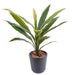 Kunstig Plante Dracaena Cordyline 60 Cm Grønn Gul