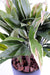 Kunstig Plante Dracaena Cordyline 85Cm Grønn Gul