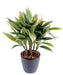 Kunstig Plante Dracaena Cordyline 85Cm Grønn Gul