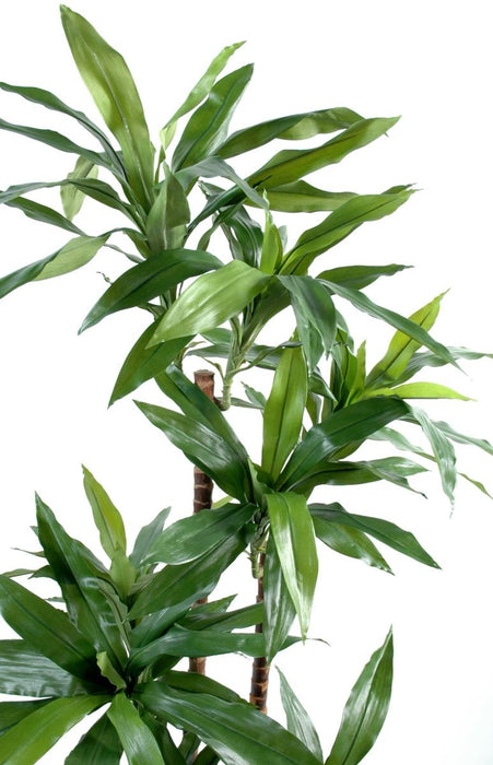 Kunstig Plante Dracaena Fragrans 145Cm Grønn