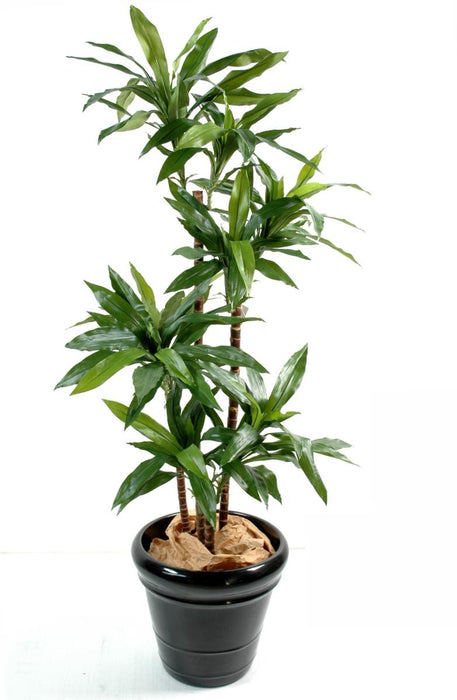 Kunstig Plante Dracaena Fragrans 145Cm Grønn