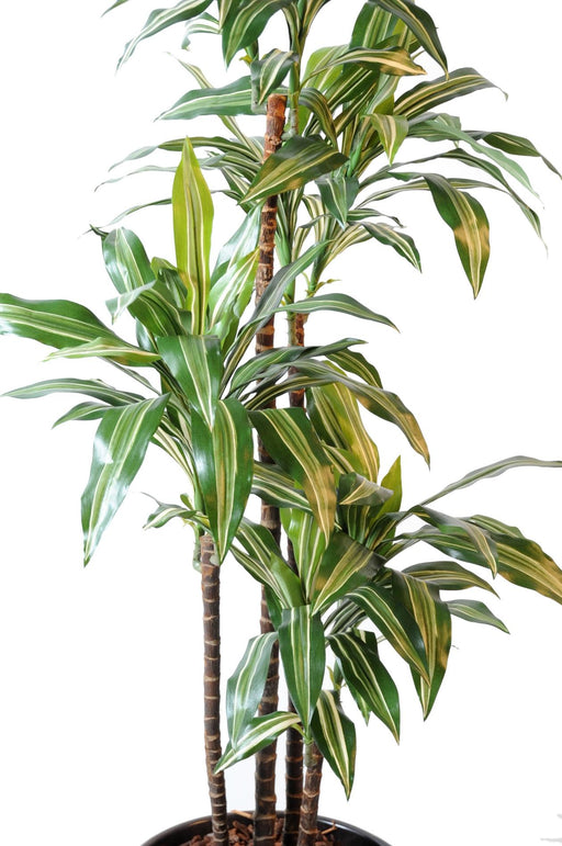 Kunstig Plante Dracaena Fragrans 4 Stilker 145Cm