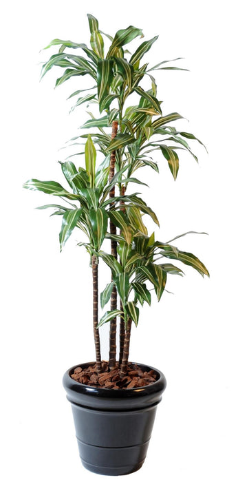 Kunstig Plante Dracaena Fragrans 4 Stilker 145Cm