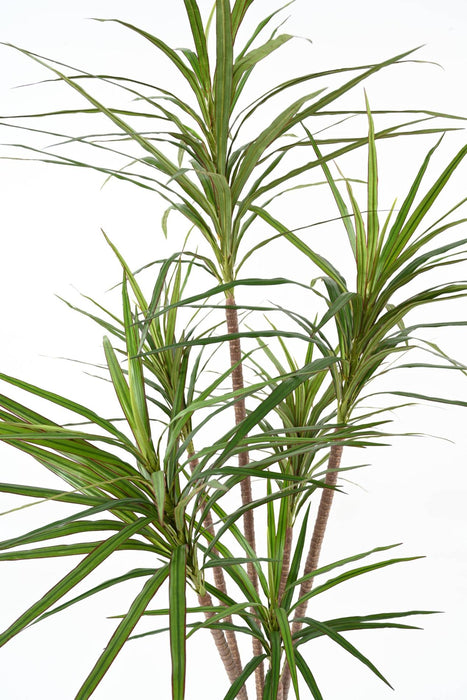 Kunstig Plante Dracaena Marginata H.160Cm Grønn