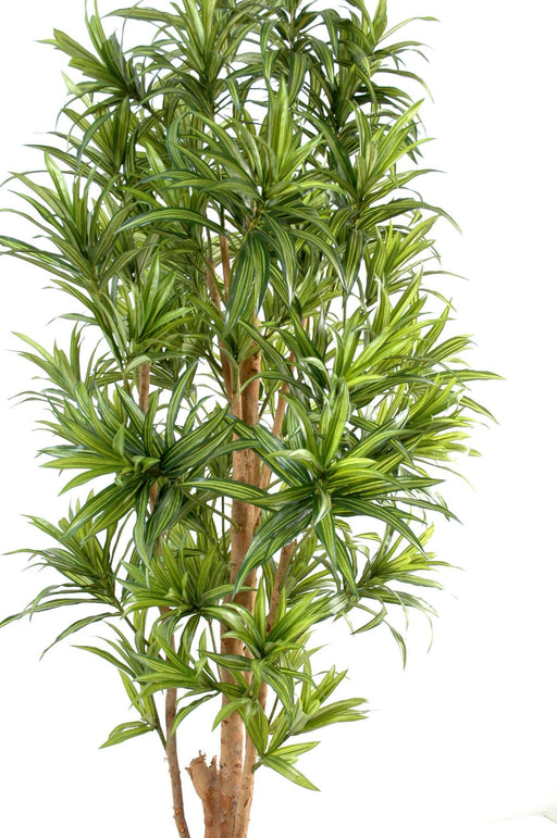 Kunstig Plante Dracaena Reflexa 110Cm Innendørs