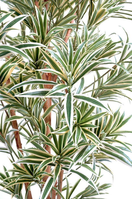 Kunstig Plante Dracaena Reflexa 110Cm Grønn Gul