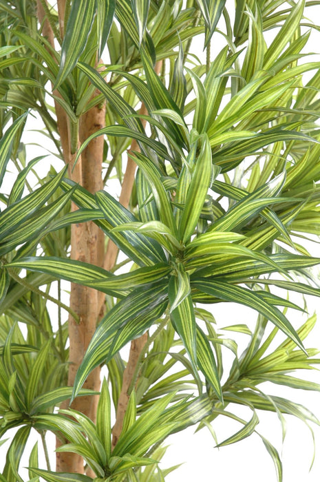 Kunstig Plante Dracaena Reflexa 180Cm Grønn Dekor