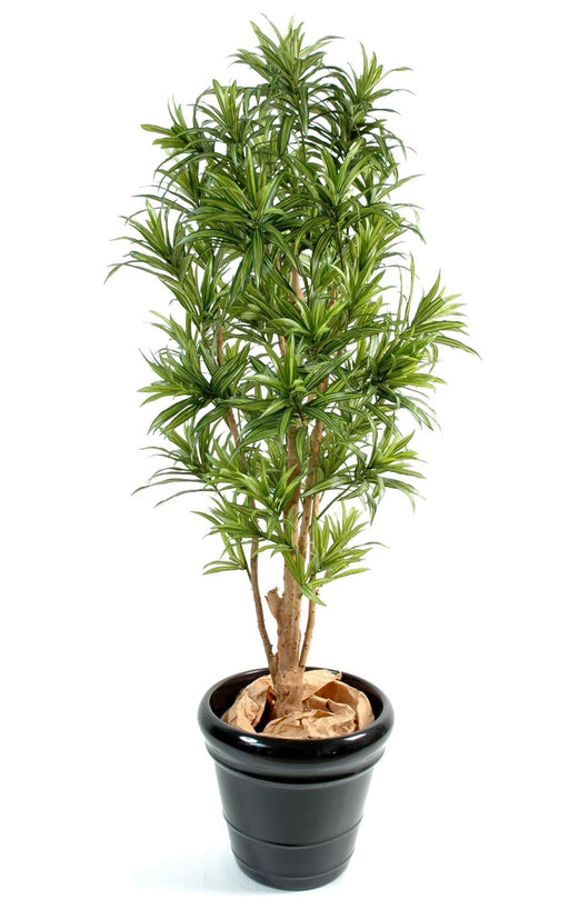 Kunstig Plante Dracaena Reflexa H150Cm Dekorativ