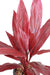 Kunstig Plante Dracaena Red H.60Cm Stake