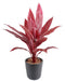 Kunstig Plante Dracaena Red H.60Cm Stake