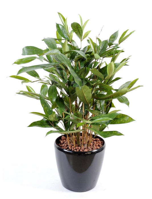 Kunstig Plante Dracaena Surculosa 60Cm Grønn