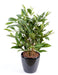 Kunstig Plante Dracaena Surculosa 60Cm Grønn