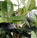 Kunstig Ficus Plant Elastikk 110 Cm