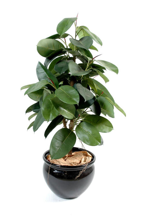 Kunstig Ficus Plant Elastikk 110 Cm