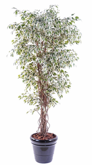 Kunstig Plante Ficus Lianas 150 Cm Kremgrønn