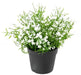 Artificial Daisy Plant Mini I Pot 20Cm