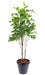 Kunstig Rosewood Plant For Terrasse 175 Cm