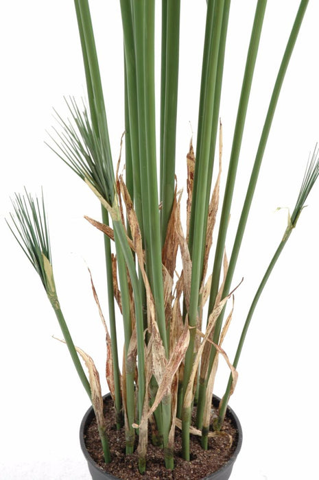 Kunstig Plante Papyrus Cyperus 125 Cm I Potte