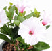 Kunstig Plante Petunia Syrin 25Cm 4 Blomster