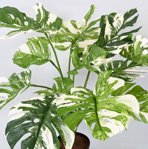 Kunstig Plante Philodendron 75Cm Med Potte