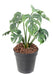 Kunstig Plante Philodendron H.35Cm Grønn 9 Blader