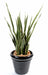 Kunstig Plante Sansevieria 30 Blader 110Cm