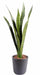 Kunstig Plante Sansevieria 60Cm For Innendørs